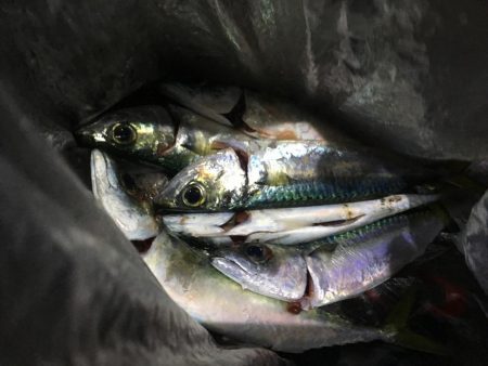 ジグサビキでアジとサバ